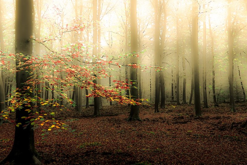 Autumn Forest with Sunlight — Brown, Serene, Photograph