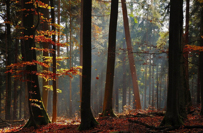 Autumn Forest with Sunlight — Brown, Serene, Photograph, Trees