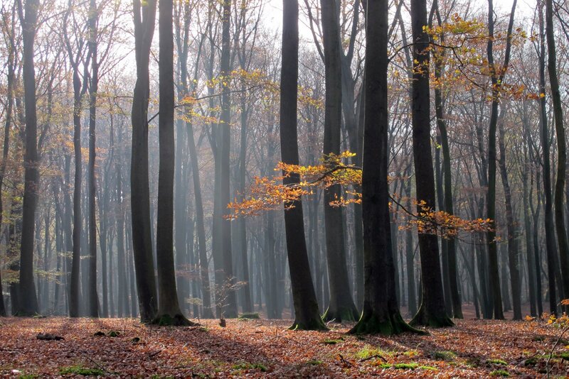 Autumn Forest with Sunlight — Brown, Serene