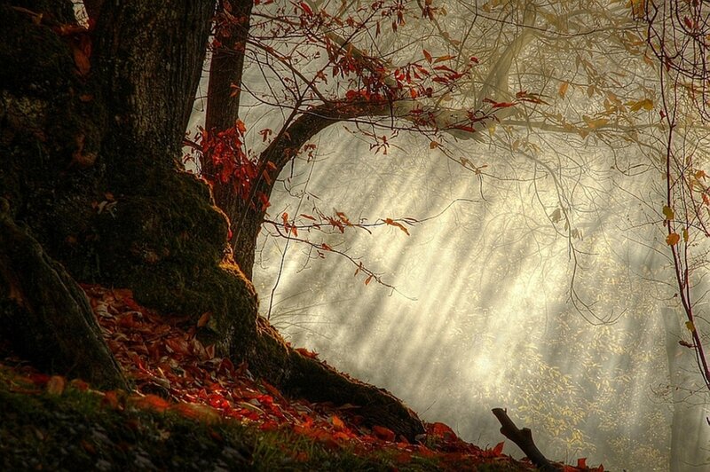 Autumn Forest with Sunlight — Brown