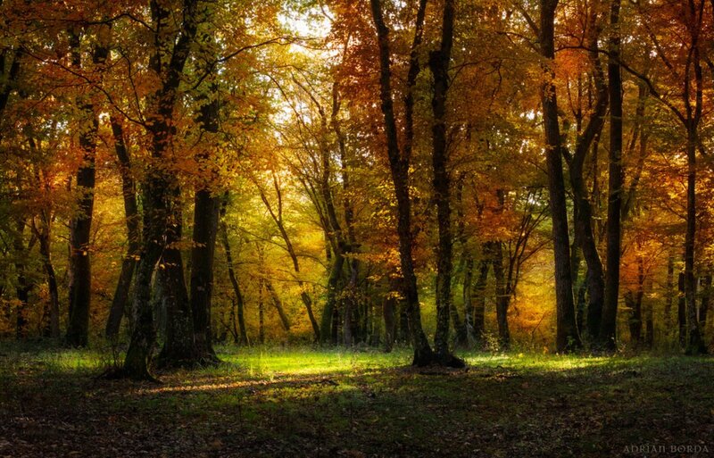 Autumn Forest with Sunlight — Gold