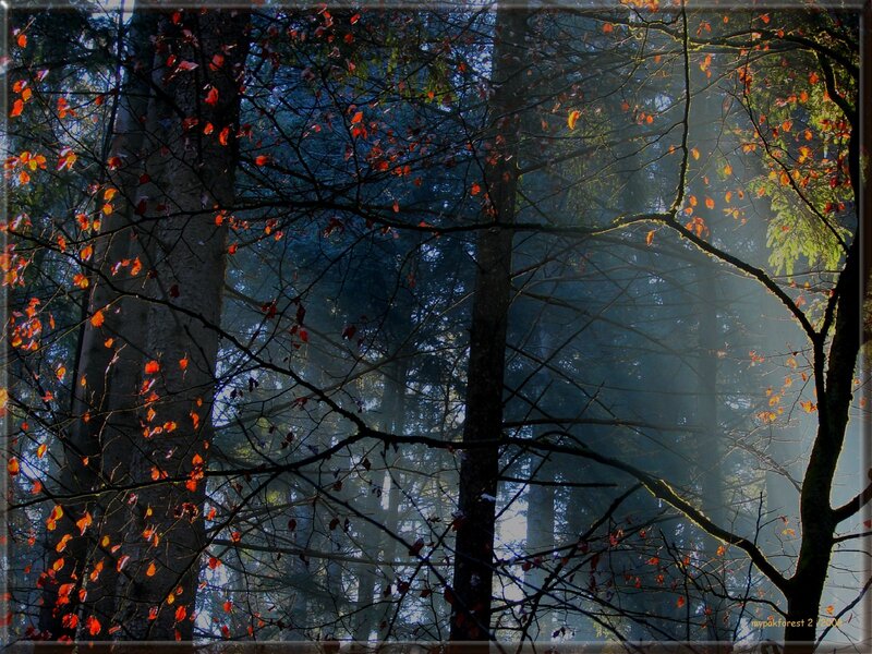 Autumn Forest with Sunlight — Green, Serene, Photograph, Trees