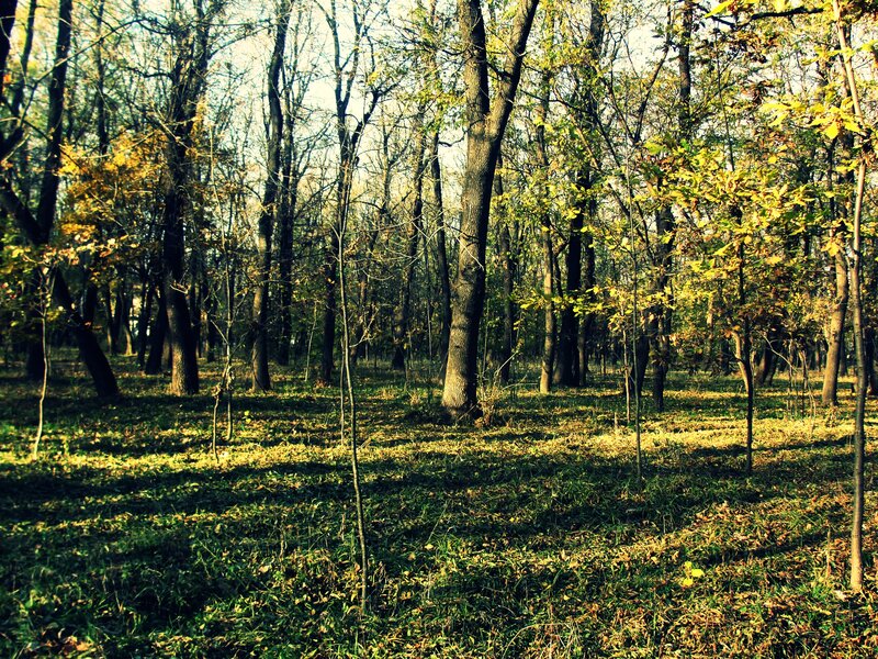 Autumn Forest with Sunlight — Green