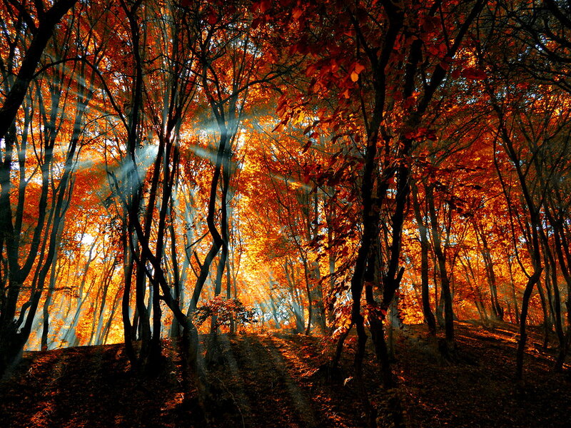 Autumn Forest with Sunlight — Orange, Dramatic