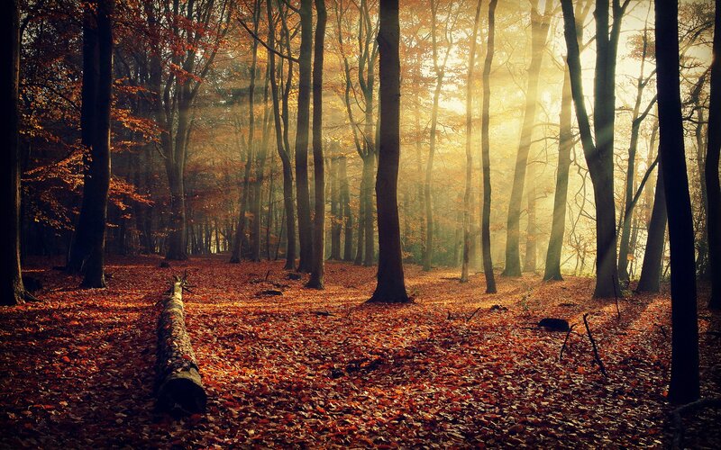 Autumn Forest with Sunlight — Orange, Fallen Leaves