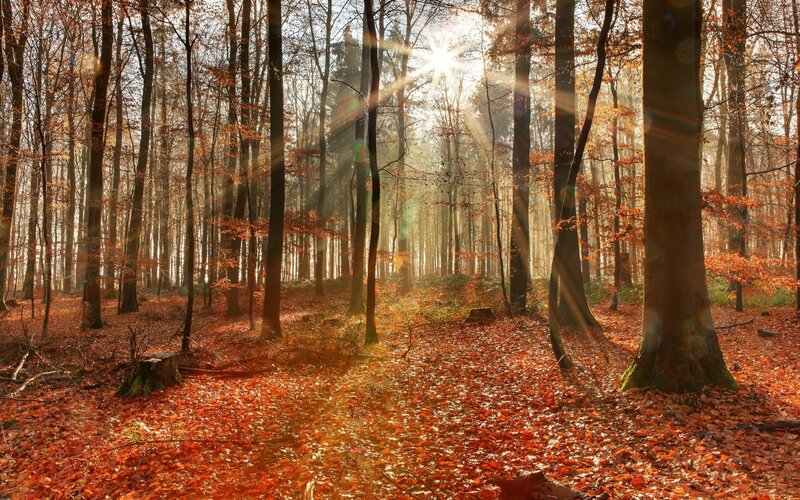 Autumn Forest with Sunlight — Orange, Photograph