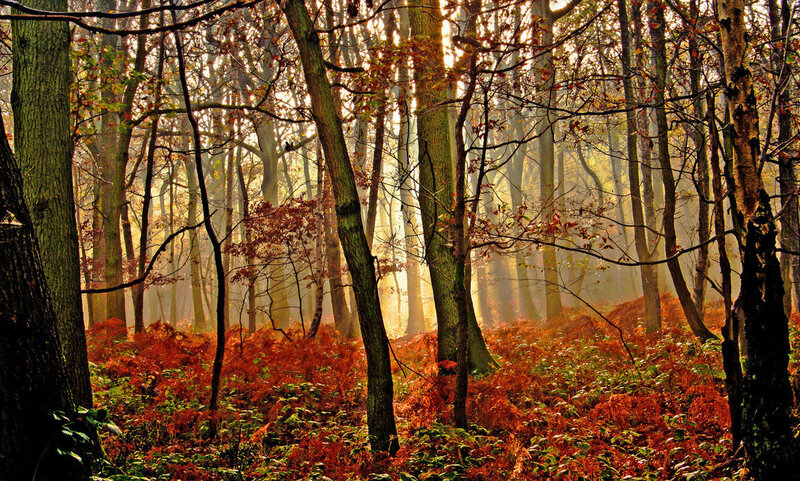 Autumn Forest with Sunlight — Orange, Serene, Photograph
