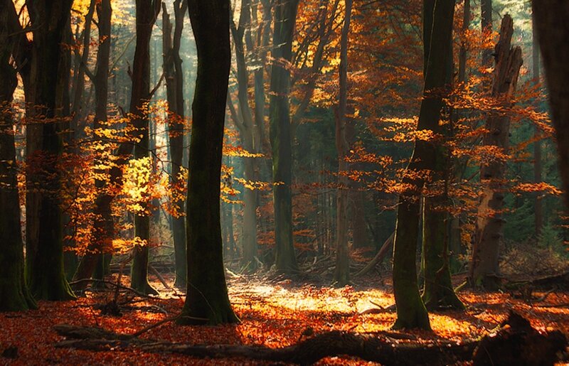 Autumn Forest with Sunlight — Orange, Serene, Photograph, Trees, Fallen Leaves, Brown, Green