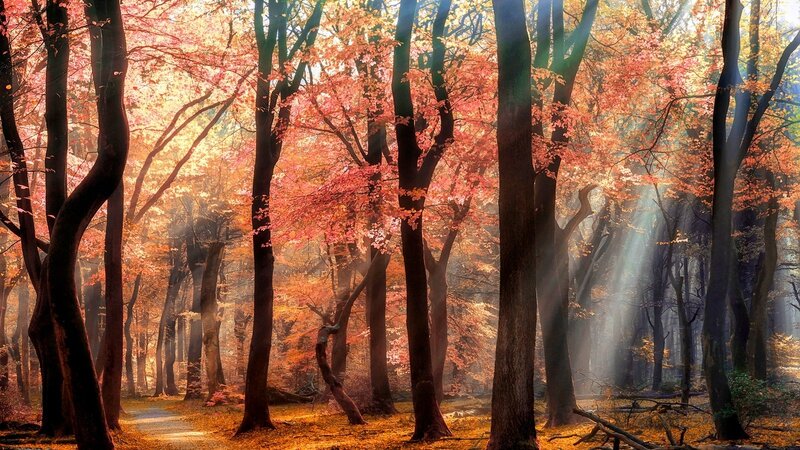 Autumn Forest with Sunlight — Orange, Serene, Photograph, Trees, Fallen Leaves, Path