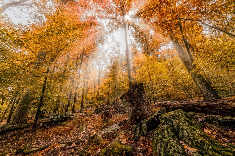Autumn Forest with Sunlight — Orange, Serene, Photograph, Trees, Fallen Leaves, Rocks