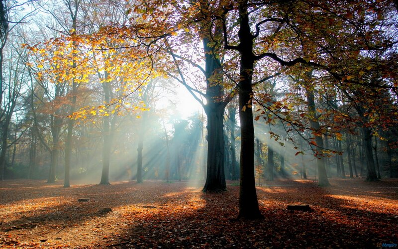 Autumn Forest with Sunlight — Orange, Serene, Photograph, Trees, Fallen Leaves, Sunbeams