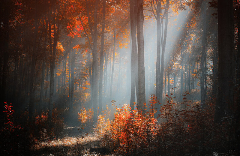 Autumn Forest with Sunlight — Orange, Serene, Photograph, Trees, Fog, Foliage