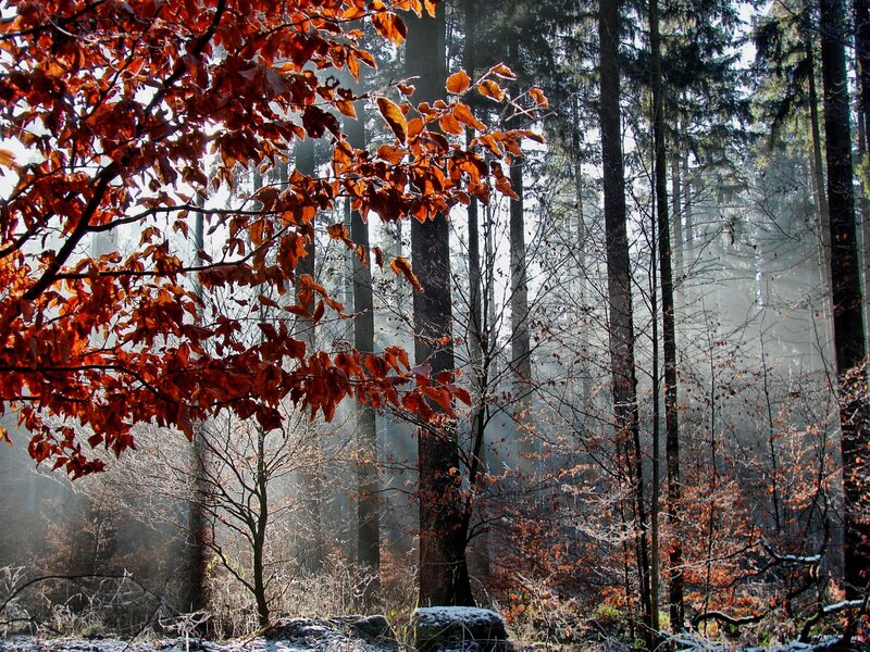 Autumn Forest with Sunlight — Orange, Serene, Photograph, Trees, Fog, Snow