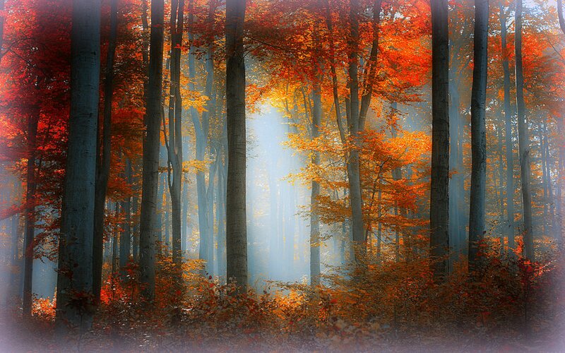 Autumn Forest with Sunlight — Orange, Serene, Photograph, Trees, Fog