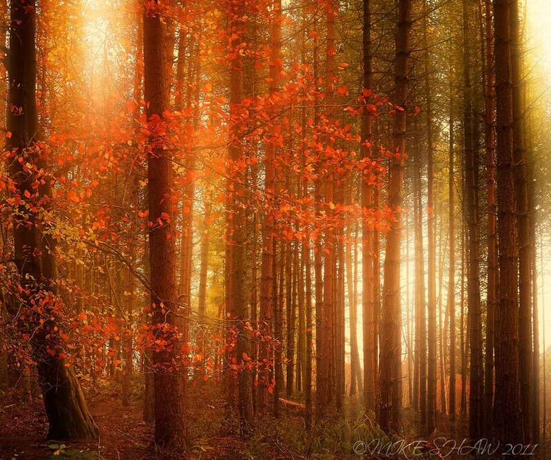 Autumn Forest with Sunlight — Orange, Serene, Photograph, Trees, Leaves, Brown, Yellow