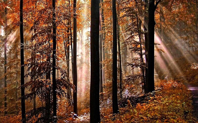 Autumn Forest with Sunlight — Orange, Serene, Photograph, Trees