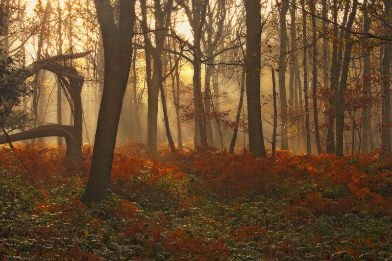 Autumn Forest with Sunlight — Orange, Serene