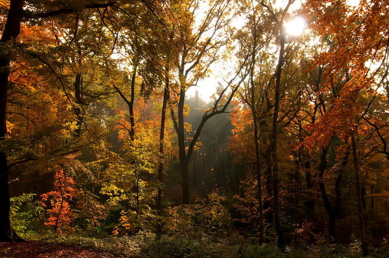 Autumn Forest with Sunlight — Orange