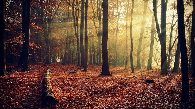 Autumn Forest with Sunlight — Orange, Trees