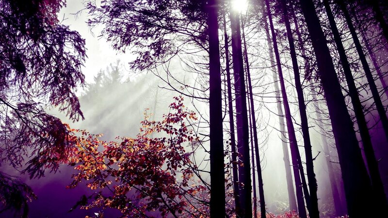 Autumn Forest with Sunlight — Purple