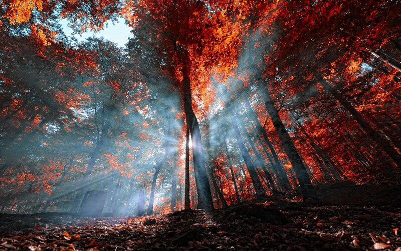 Autumn Forest with Sunlight — Red, Dramatic, Photograph