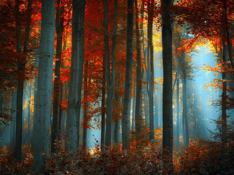Autumn Forest with Sunlight — Red, Serene, Photograph