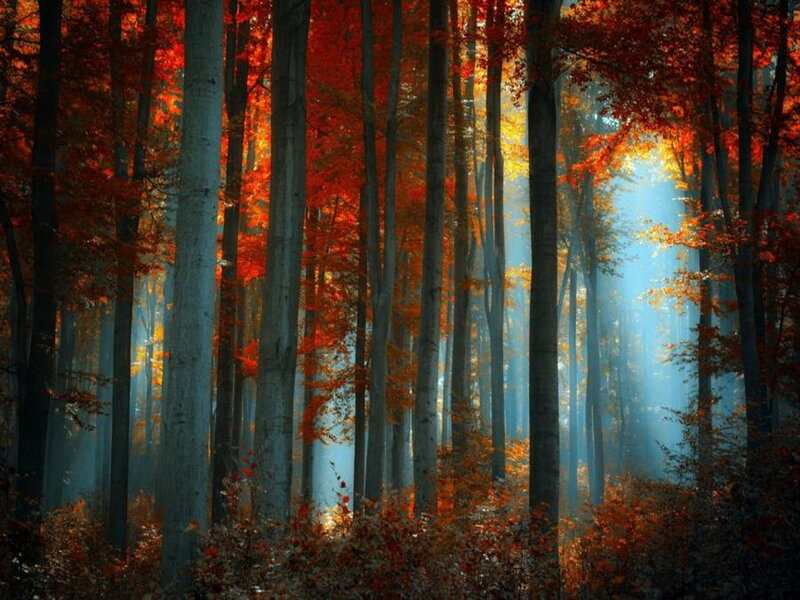Autumn Forest with Sunlight — Red, Serene, Photograph, Trees, Foliage