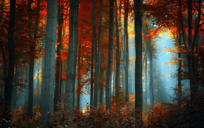 Autumn Forest with Sunlight — Red, Serene, Photograph, Trees