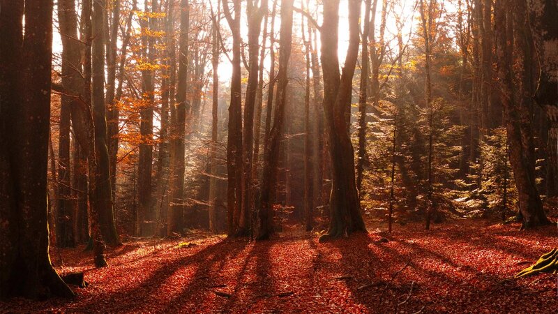 Autumn Forest with Sunlight — Red, Serene