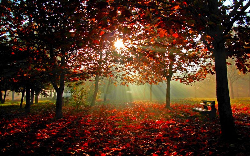 Autumn Forest with Sunlight — Red