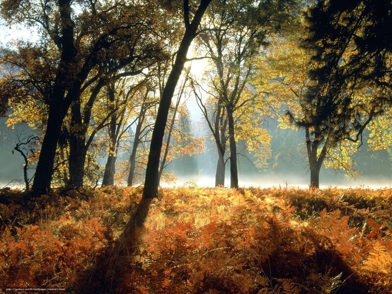 Autumn forest with sunlight