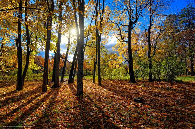 Autumn Forest with Sunlight — Yellow, Serene, Afternoon