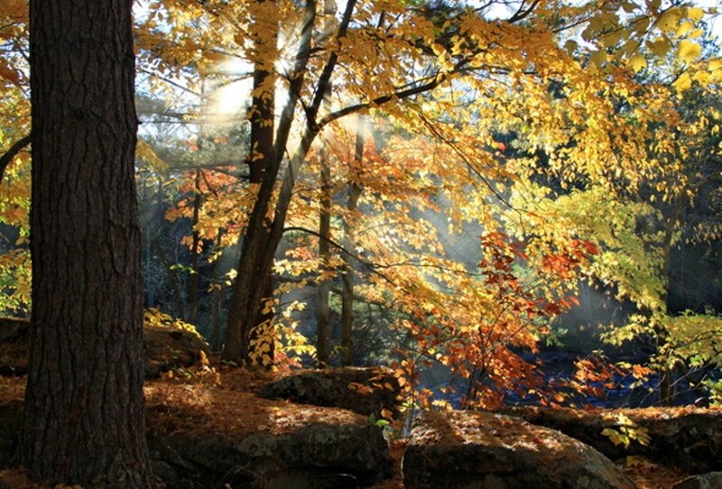 Autumn Forest with Sunlight — Yellow, Serene, Photograph