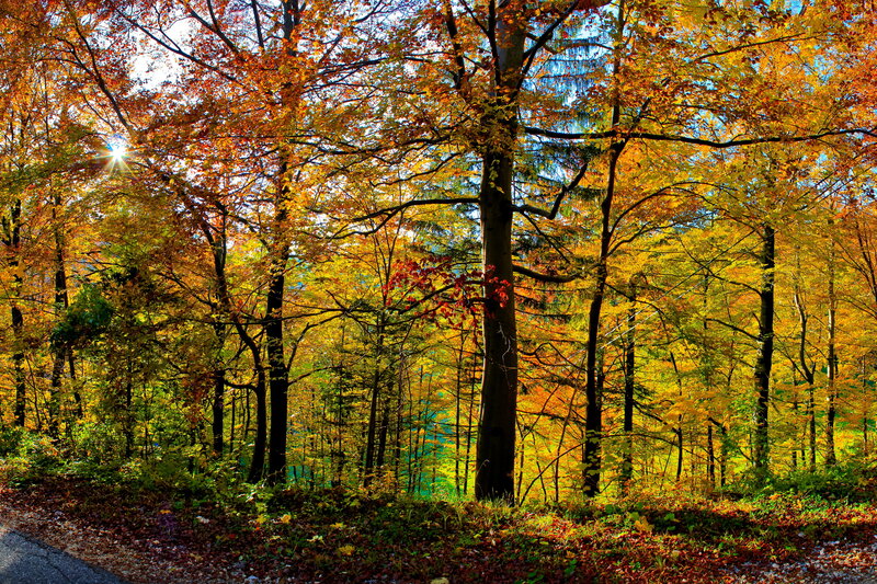 Autumn Forest with Sunlight — Yellow, Serene, Photograph, Trees, Fallen Leaves, Road
