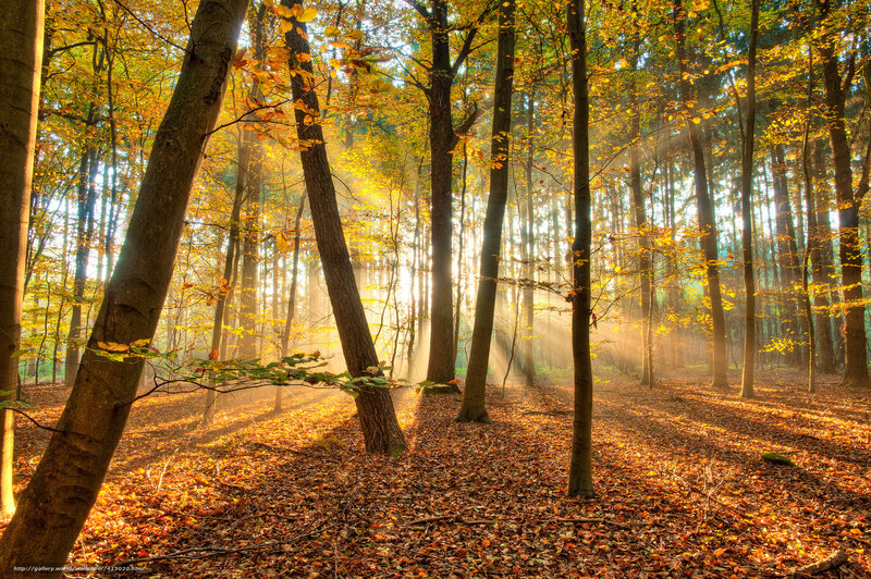 Autumn Forest with Sunlight — Yellow, Serene, Photograph, Trees, Fallen Leaves, Sunbeams