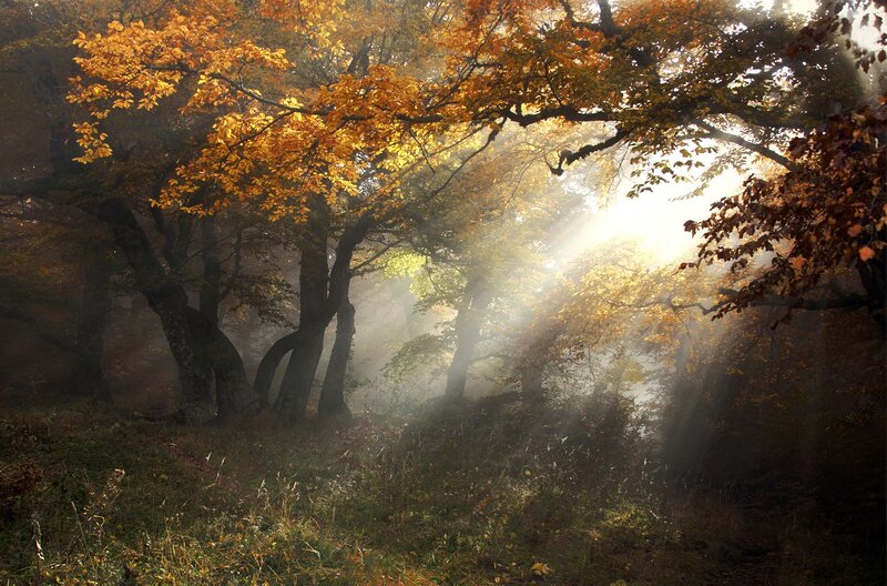 Autumn Forest with Sunlight — Yellow, Serene, Photograph, Trees, Fog, Grass