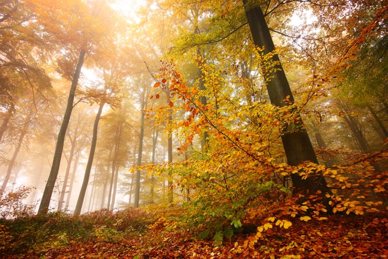 Autumn Forest with Sunlight — Yellow, Serene, Photograph, Trees, Fog