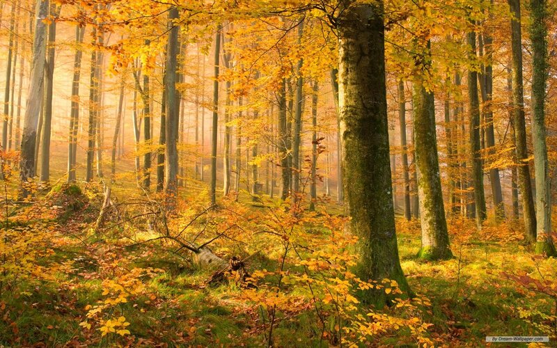Autumn Forest with Sunlight — Yellow, Serene, Photograph, Trees