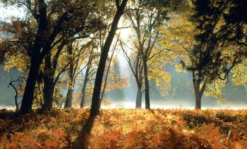 Autumn Forest with Sunlight — Yellow