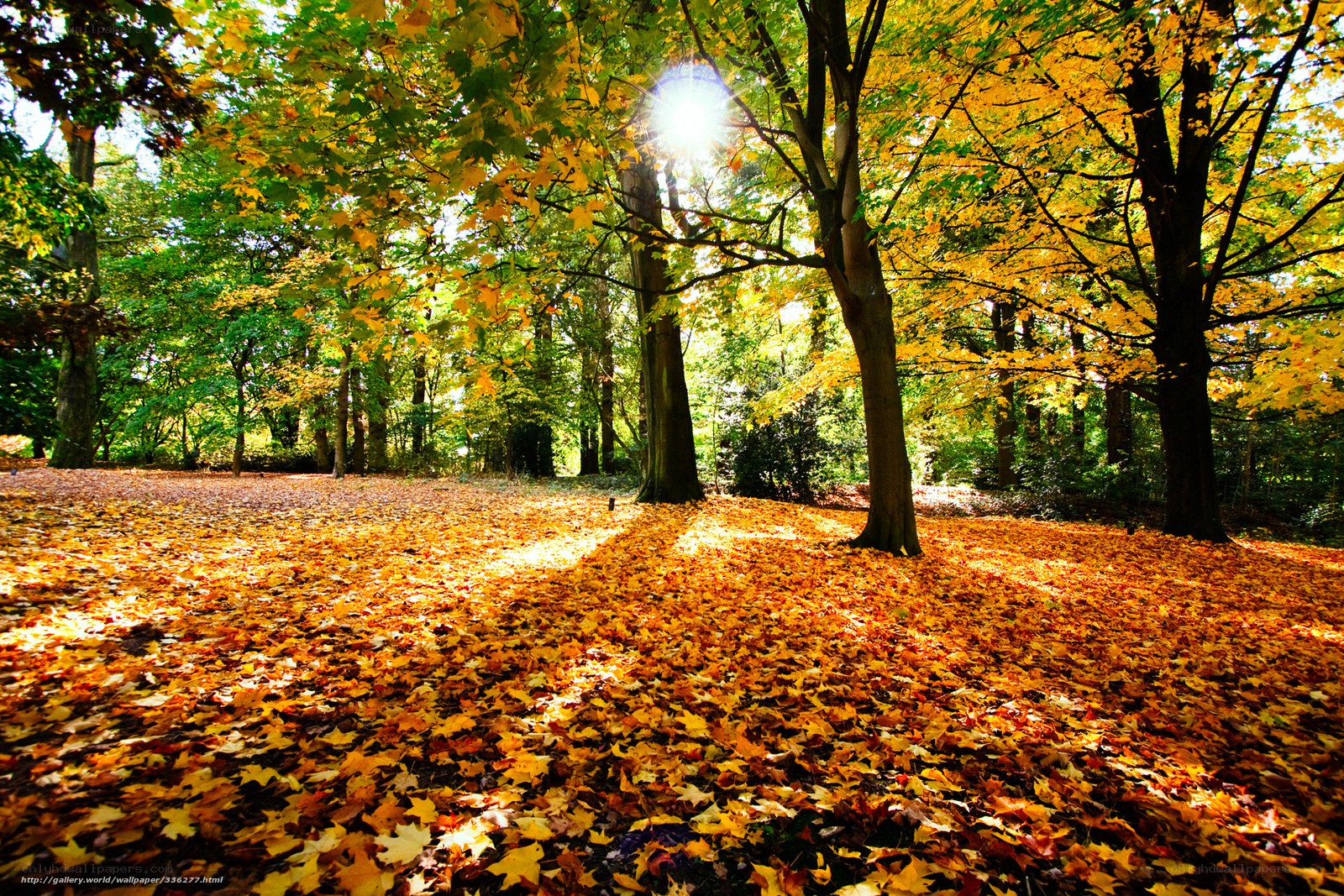 Autumn forest with sunlit leaves