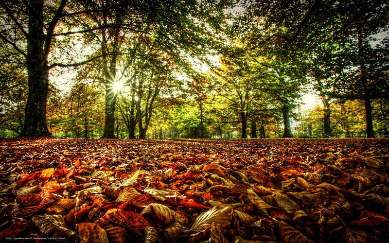 Autumn forest with sunlit leaves