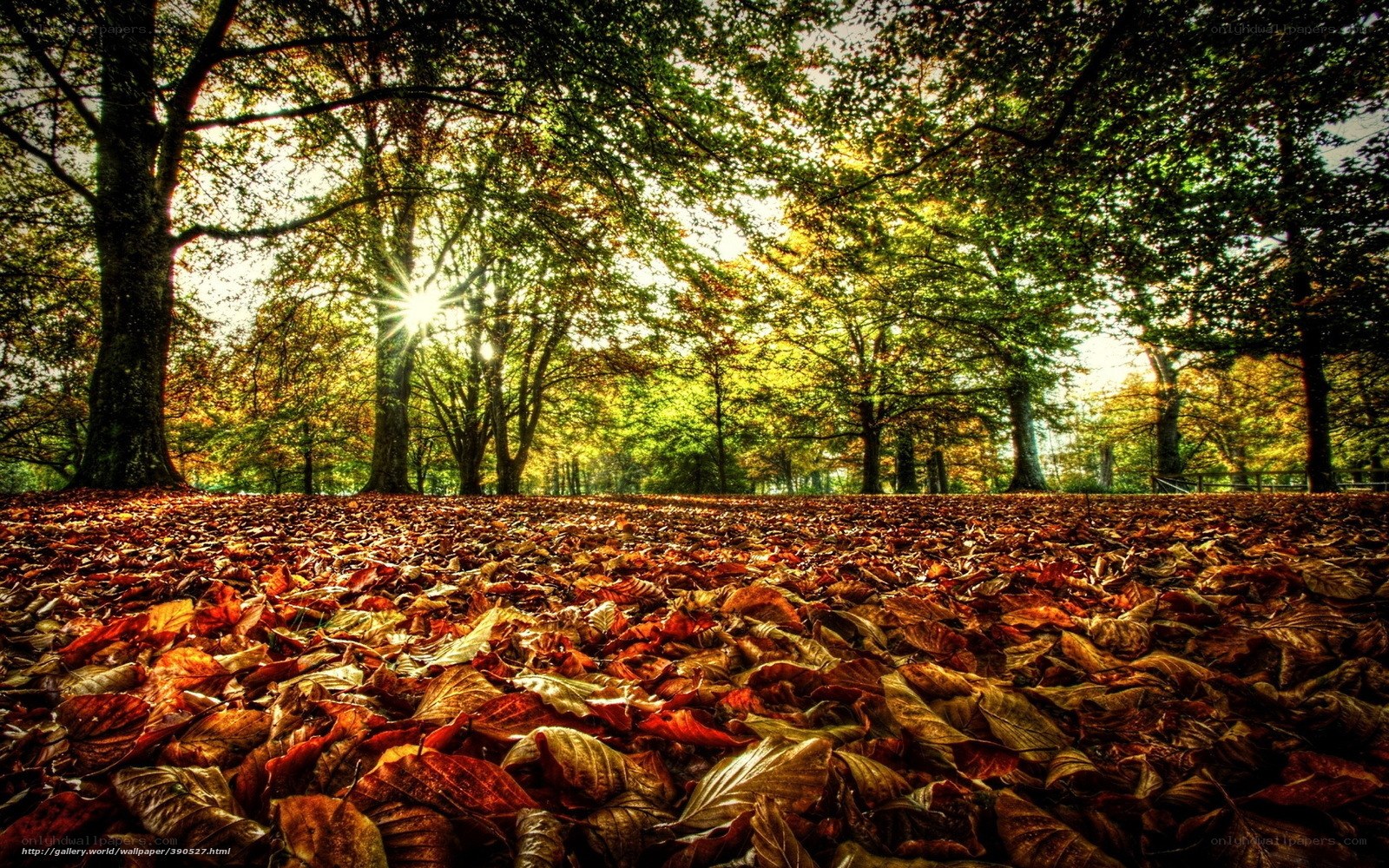 Autumn forest with sunlit leaves