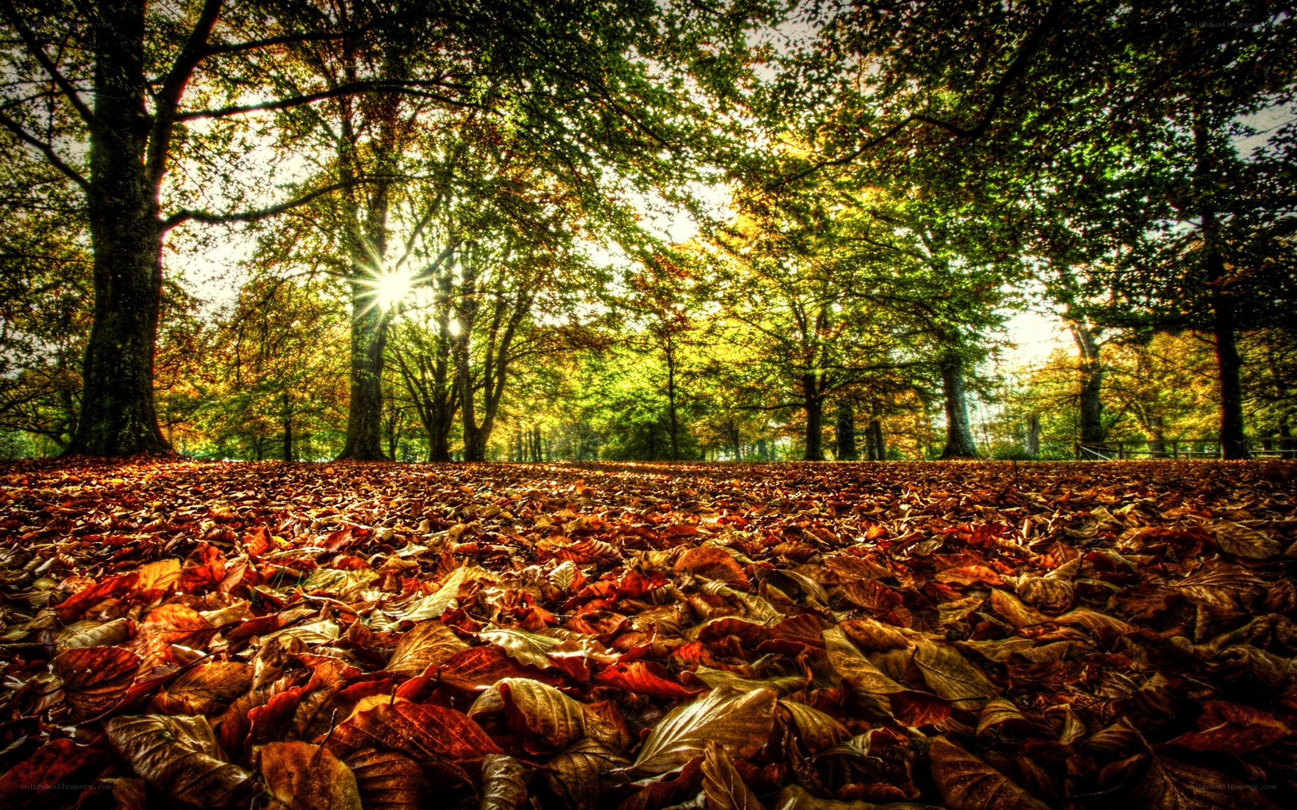 Autumn forest with sunlit leaves