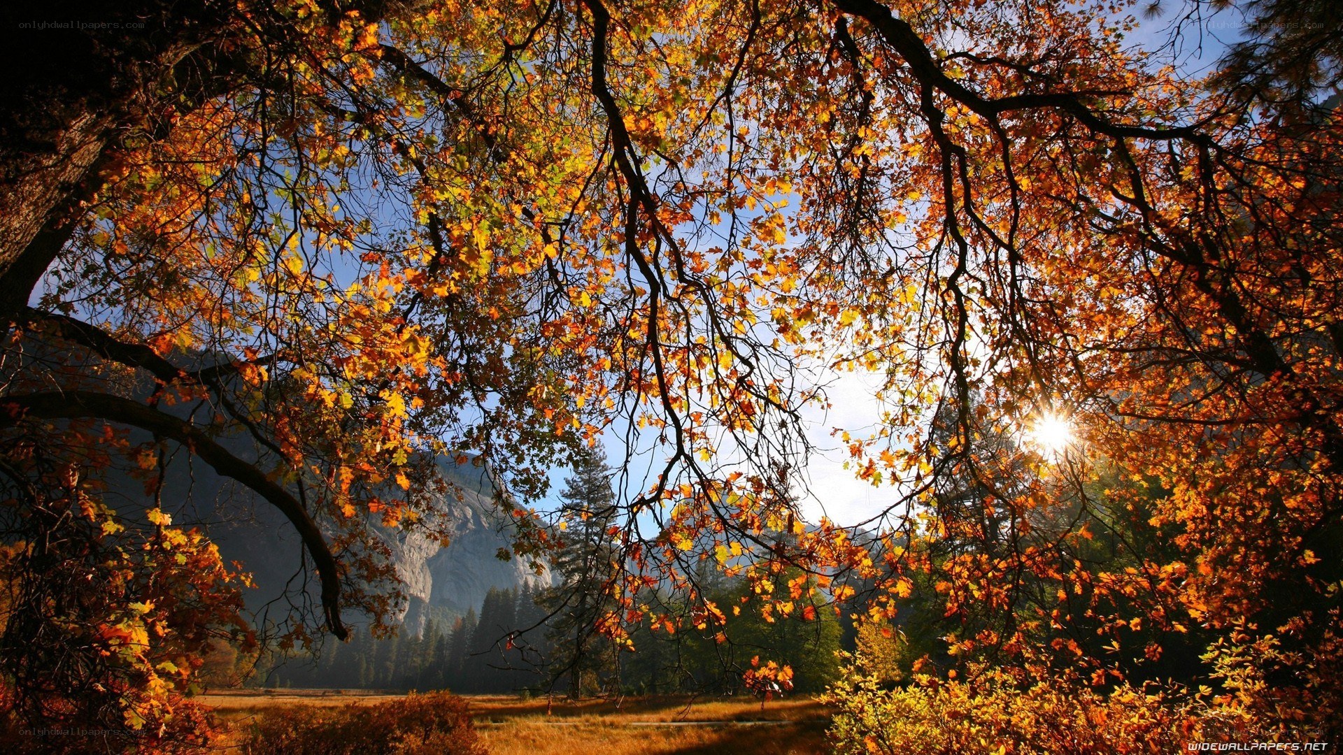 Autumn forest with sunlit leaves