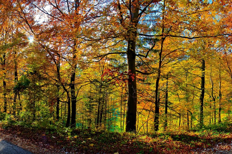 Autumn forest with sunlit trees