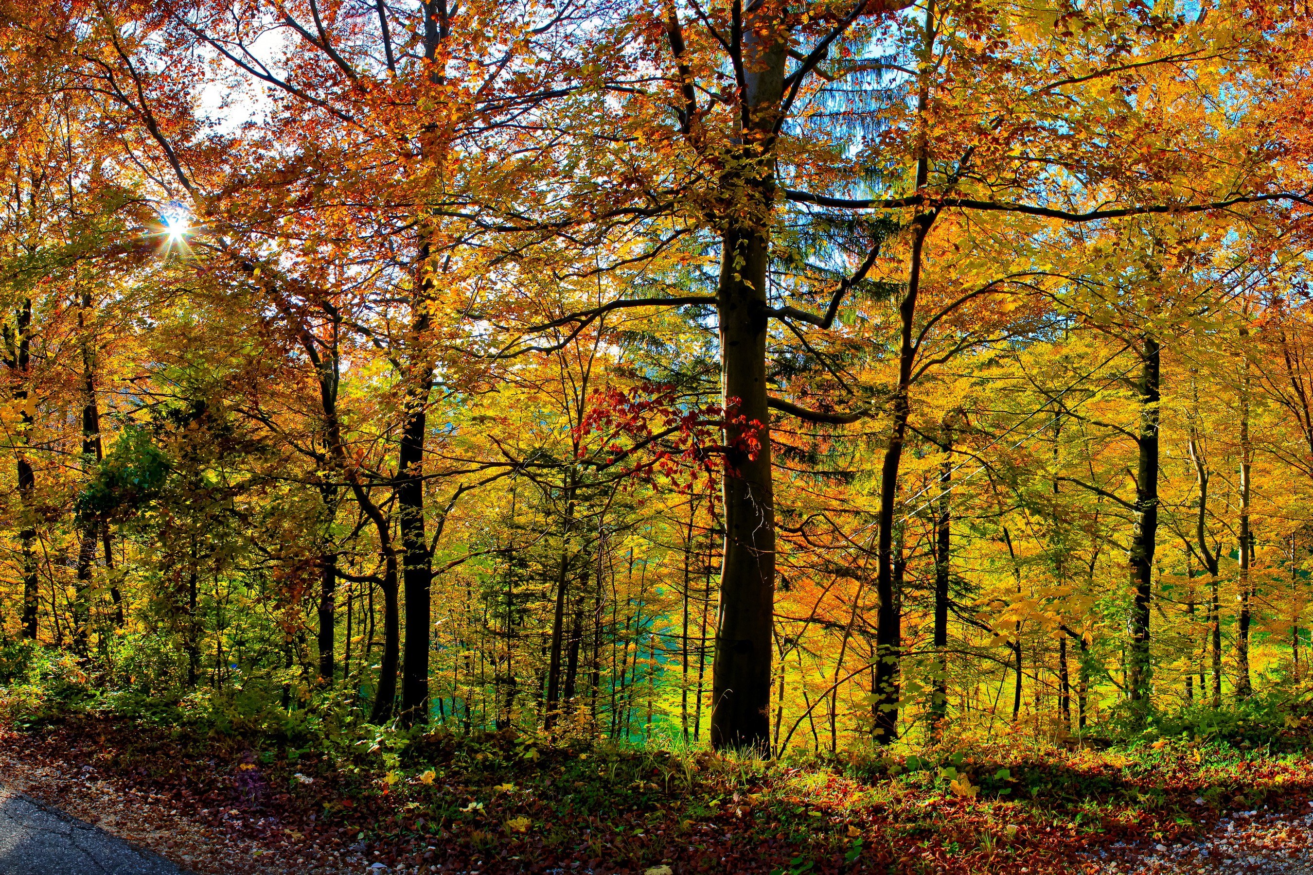Autumn forest with sunlit trees