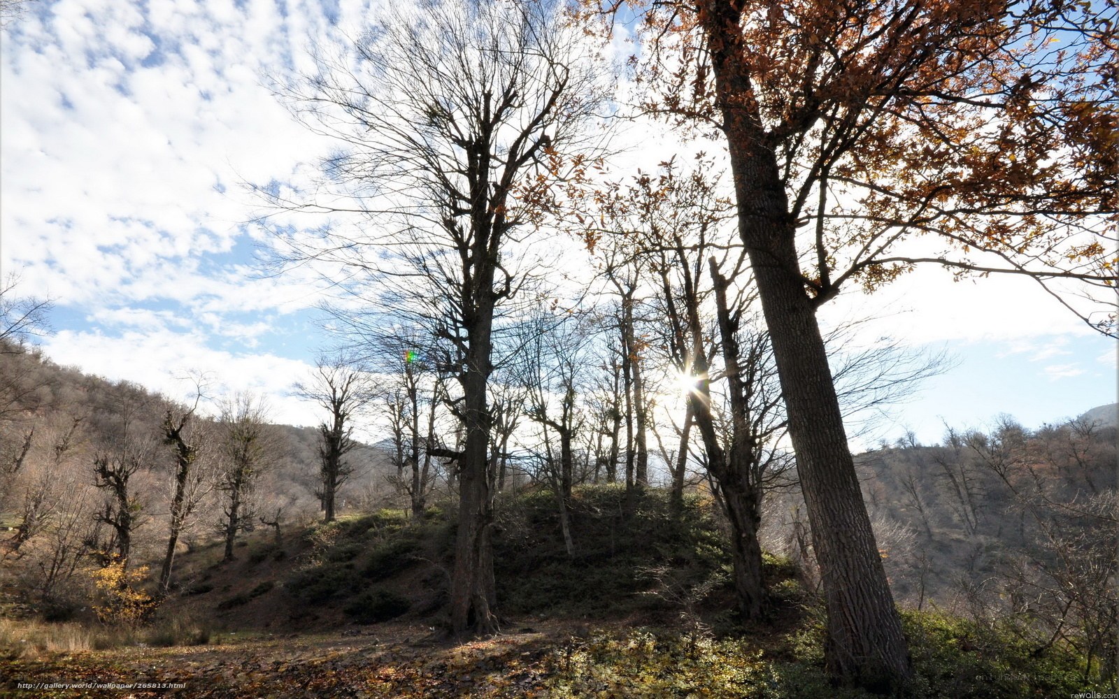 Autumn forest with sunlit trees