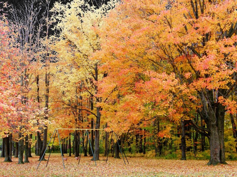 Autumn forest with swings