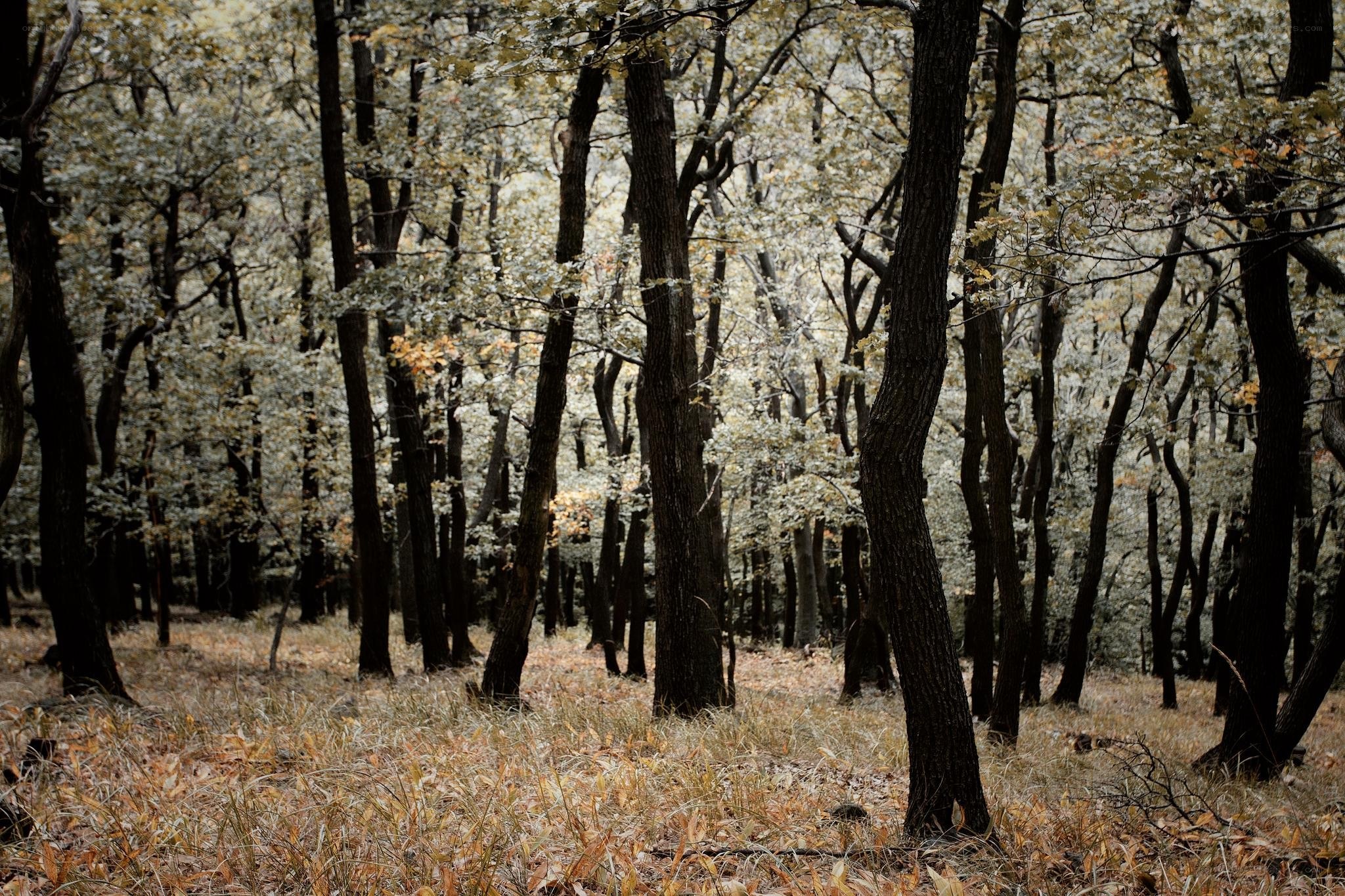 Autumn forest with tall trees