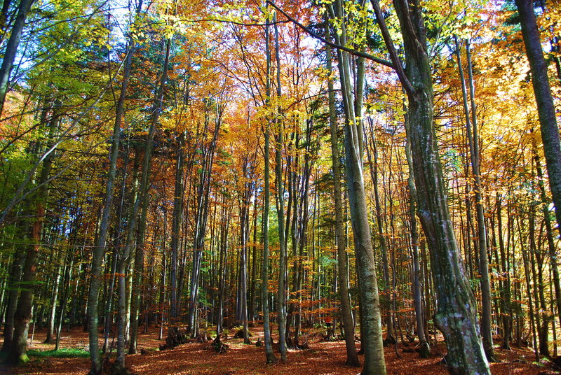 Autumn Forest with Tall Trees — Orange